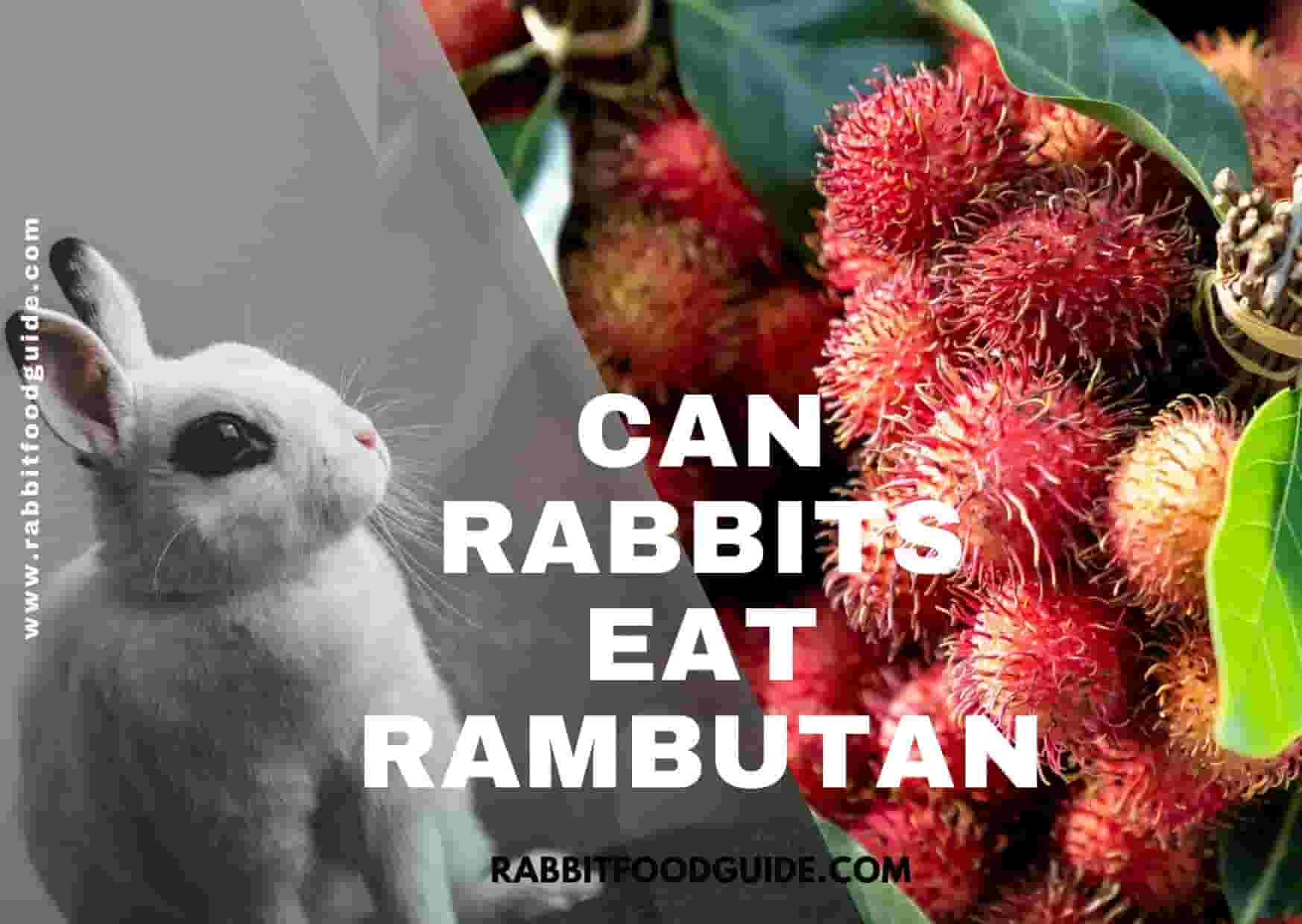 Can Rabbits eat rambuton