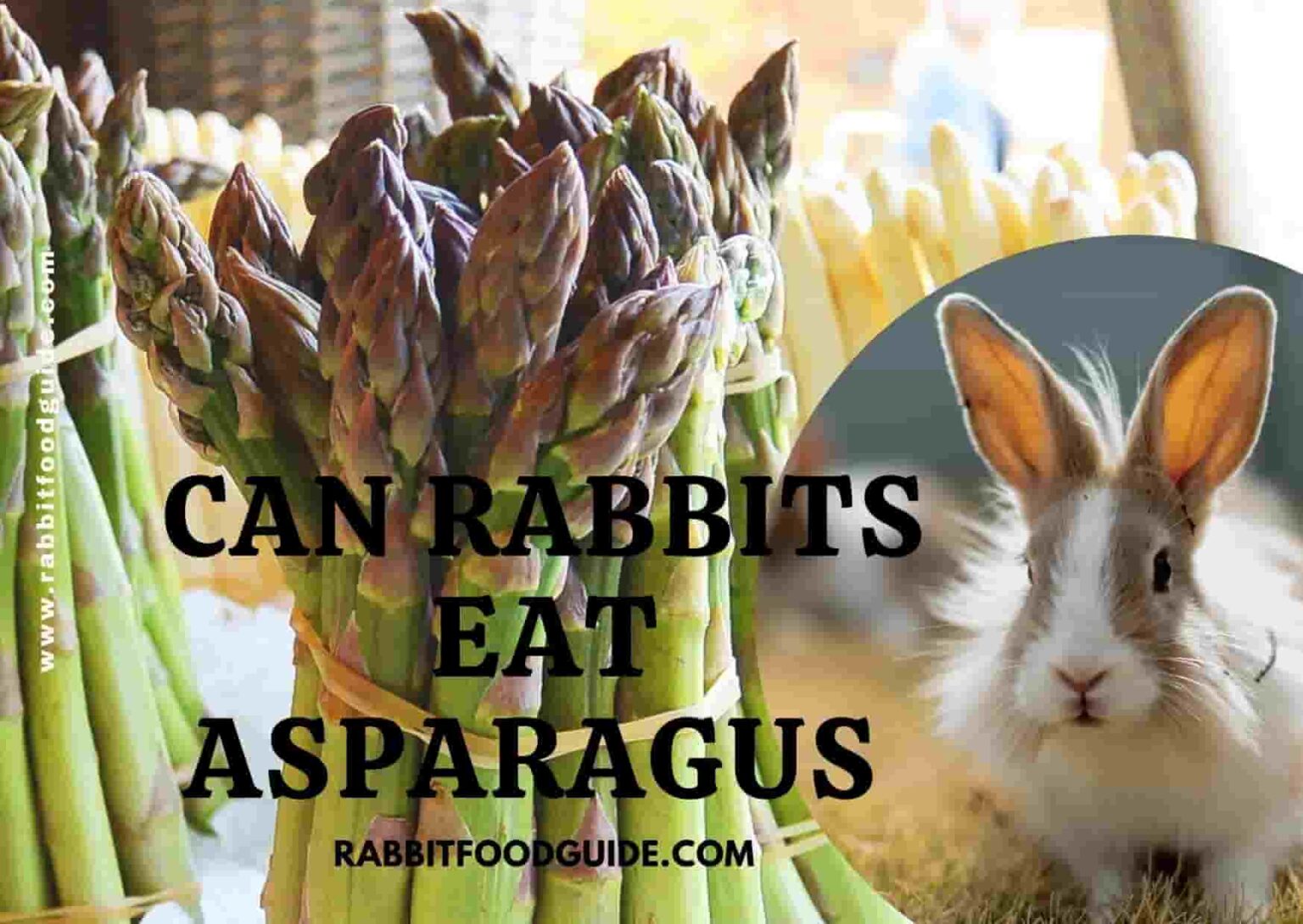 Can Rabbits Eat Asparagus? Benefits & Complete Health Guide
