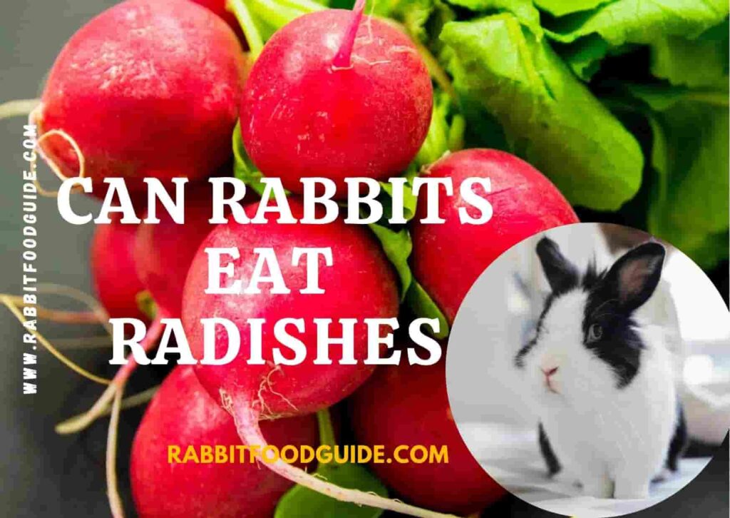 Can rabbits eat radishes