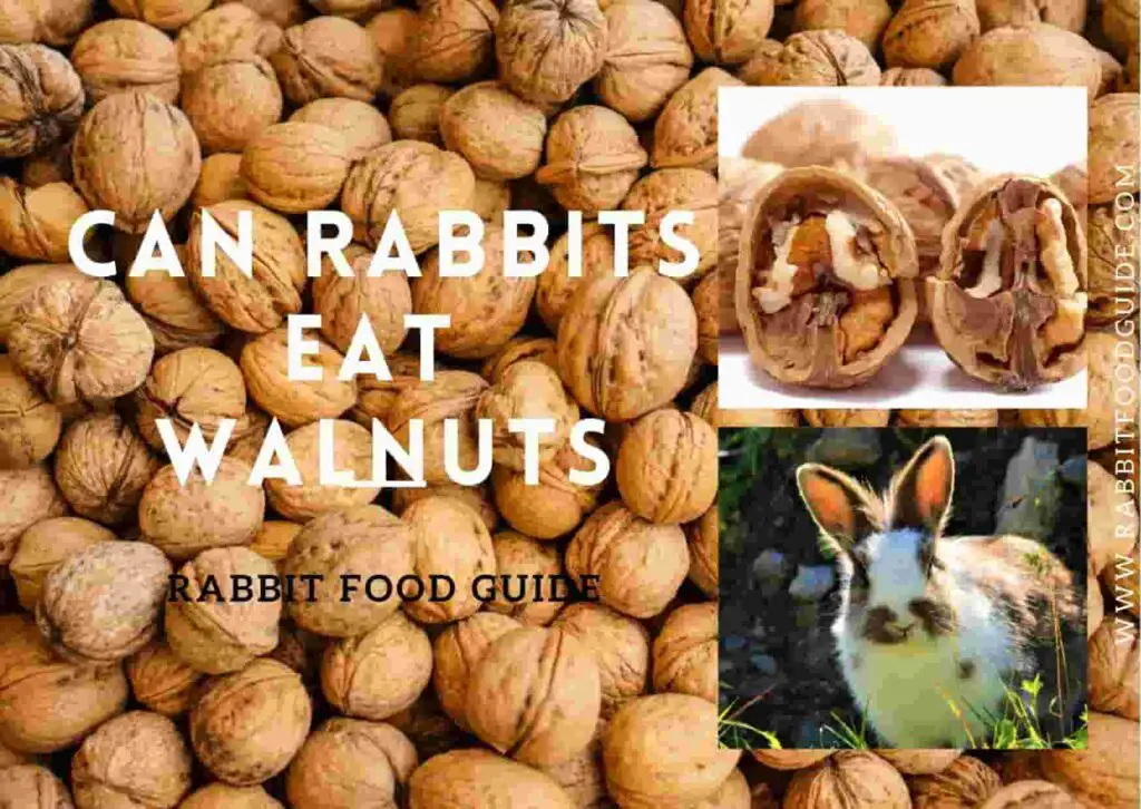 Can Rabbits Eat Walnuts? Risk, Issues & Complete Guide