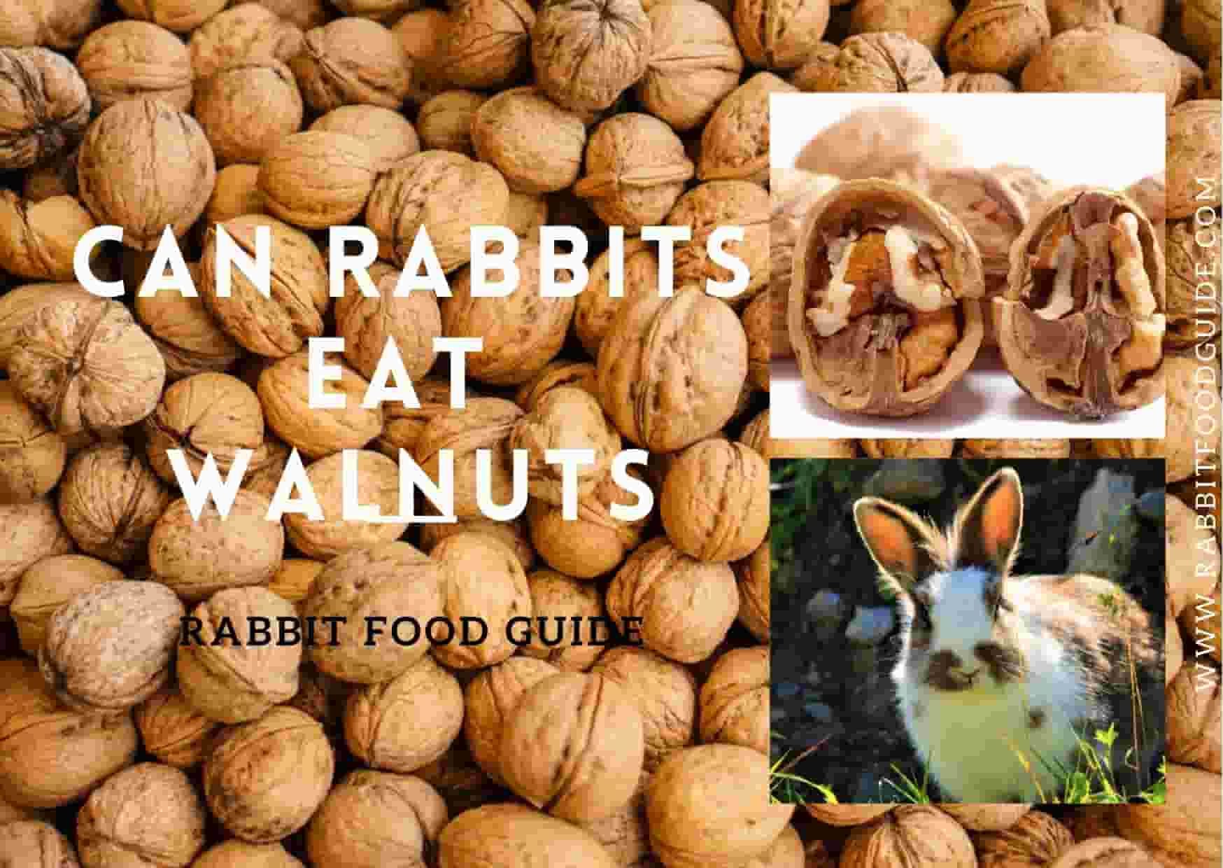 Can rabbits eat walnuts