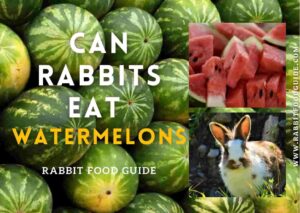 Can rabbits eat watermelons