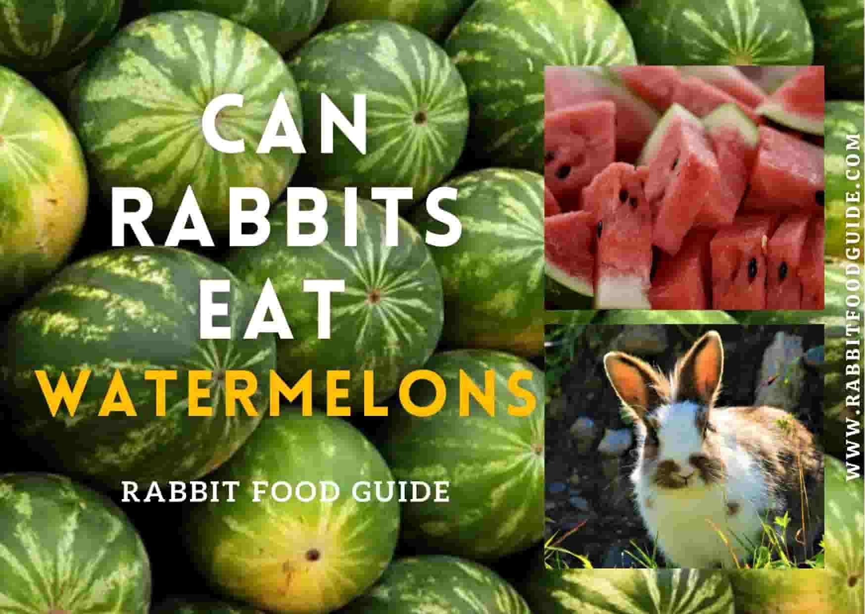 Can Rabbits Eat Watermelon? Rabbit Expert Guide