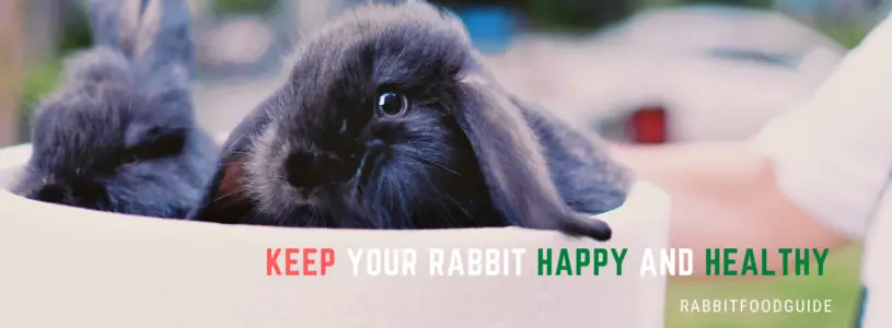 Rabbit Food Guide For Your Rabbit Diet can-rabbits-eat-seeds-the-do-s-and-don-ts-of-feeding-your-pet-rabbit