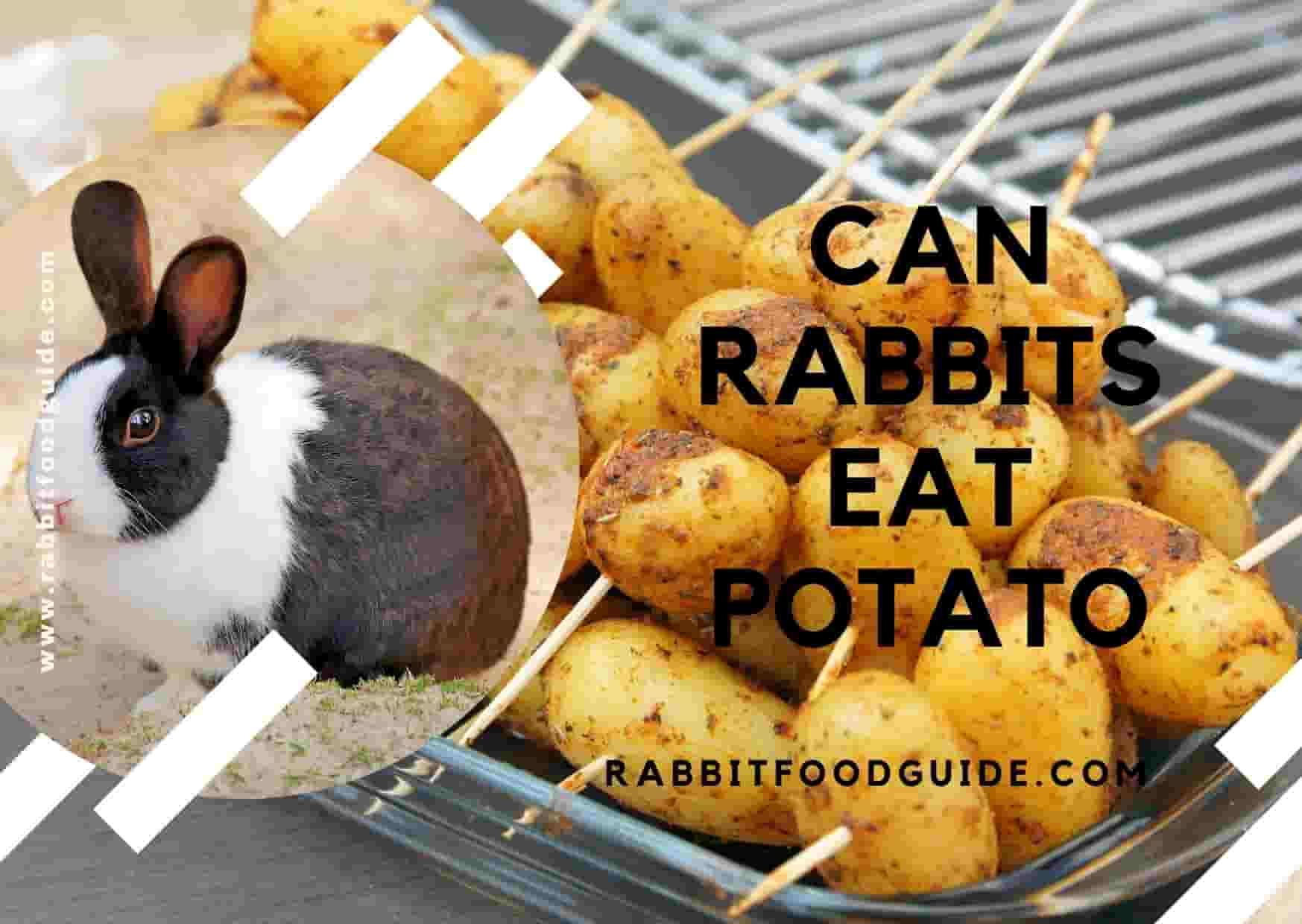 Rabbits eat potatoes