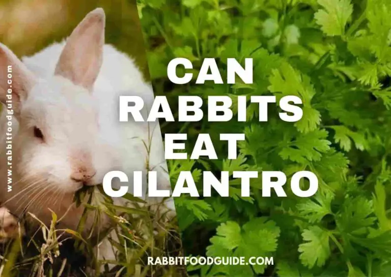 can rabbits eat cilantro