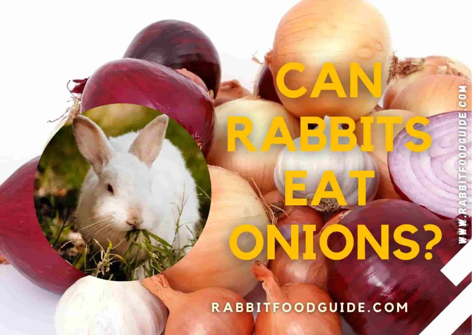 Can Rabbits Eat Onions? Risk, Issues & Complete Guide