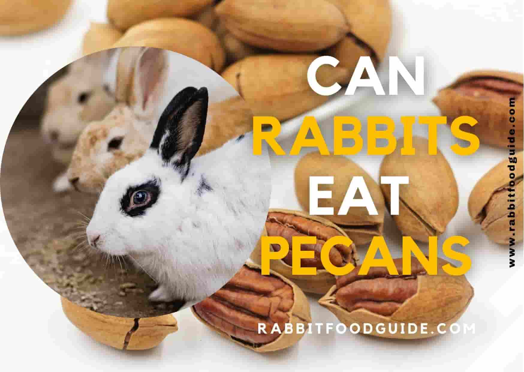 can rabbits eat pecans