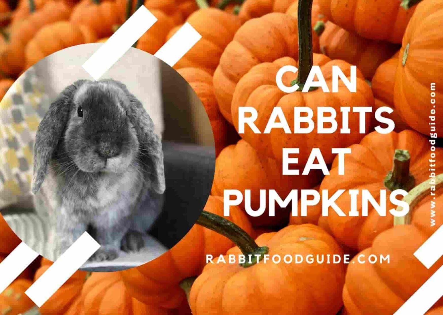 Can Rabbits Eat Pumpkin? Learn From Expert Vets