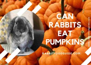 can rabbits eat pumkin