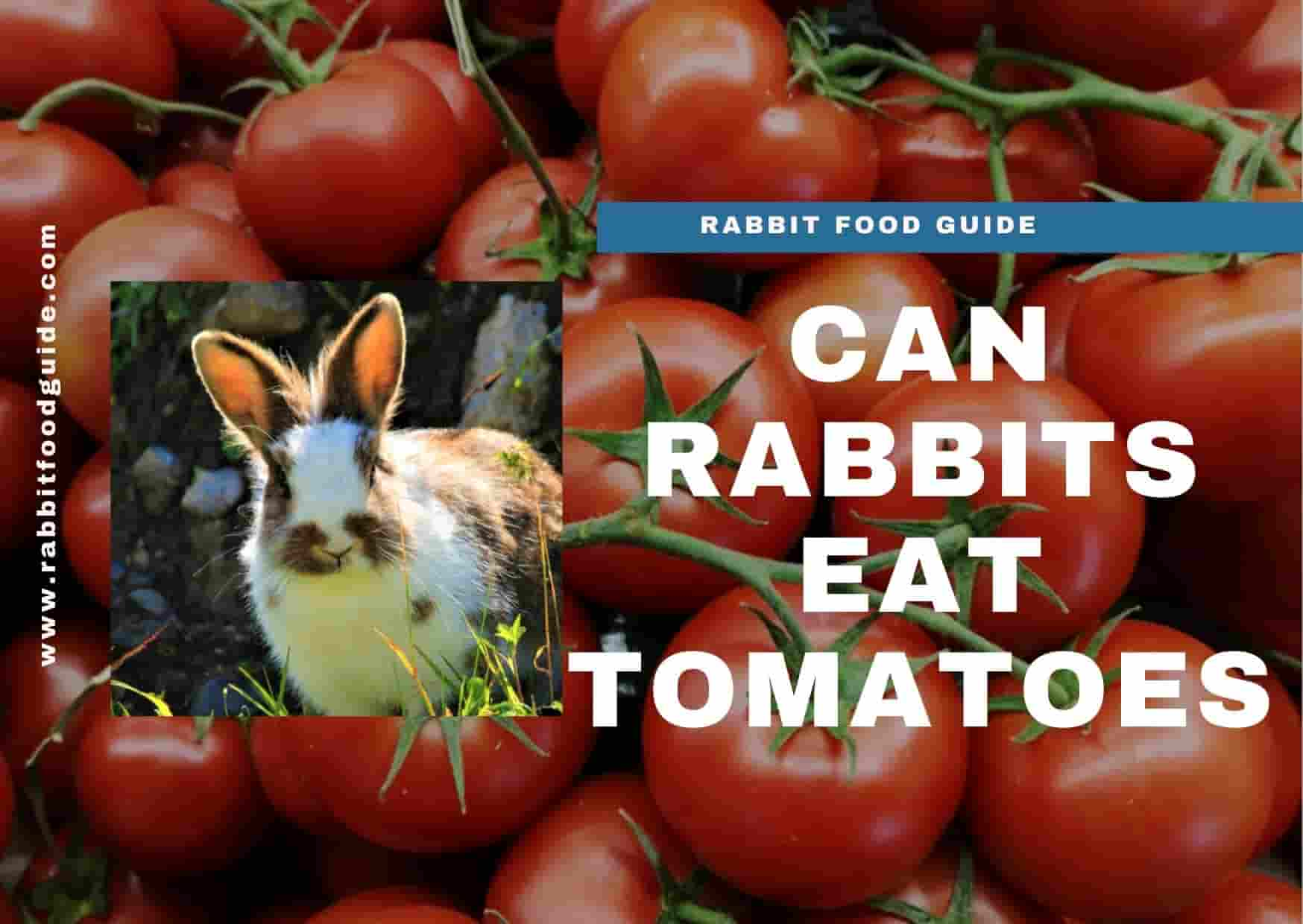 can rabbits eat tomatoes