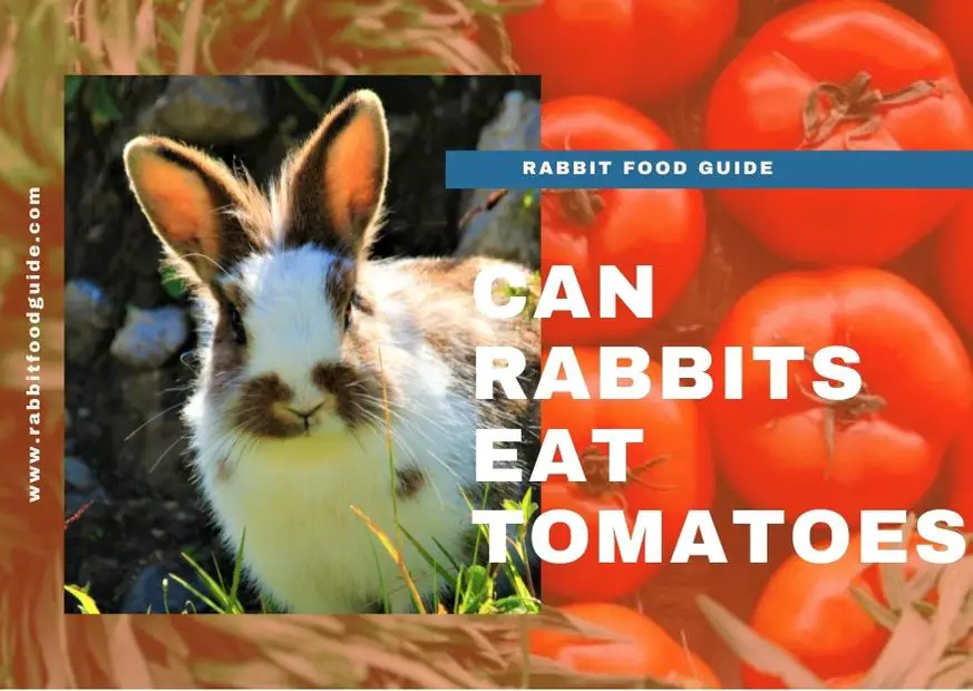 Can Rabbits Eat Tomatoes ? Benefits & Extra Preparation Guide