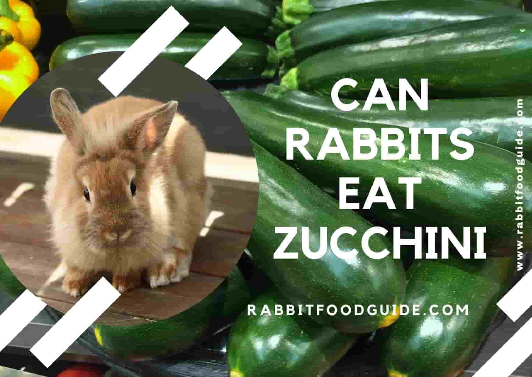 can rabbits eat zucchini