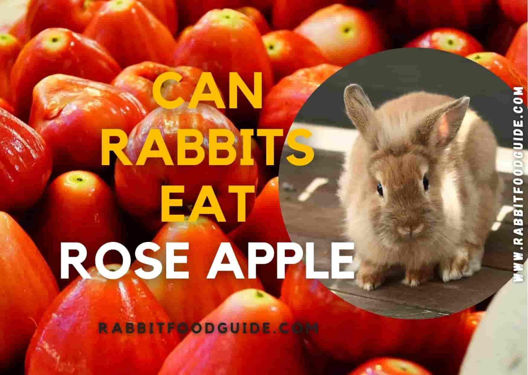 ccan rabbts eat rose apples