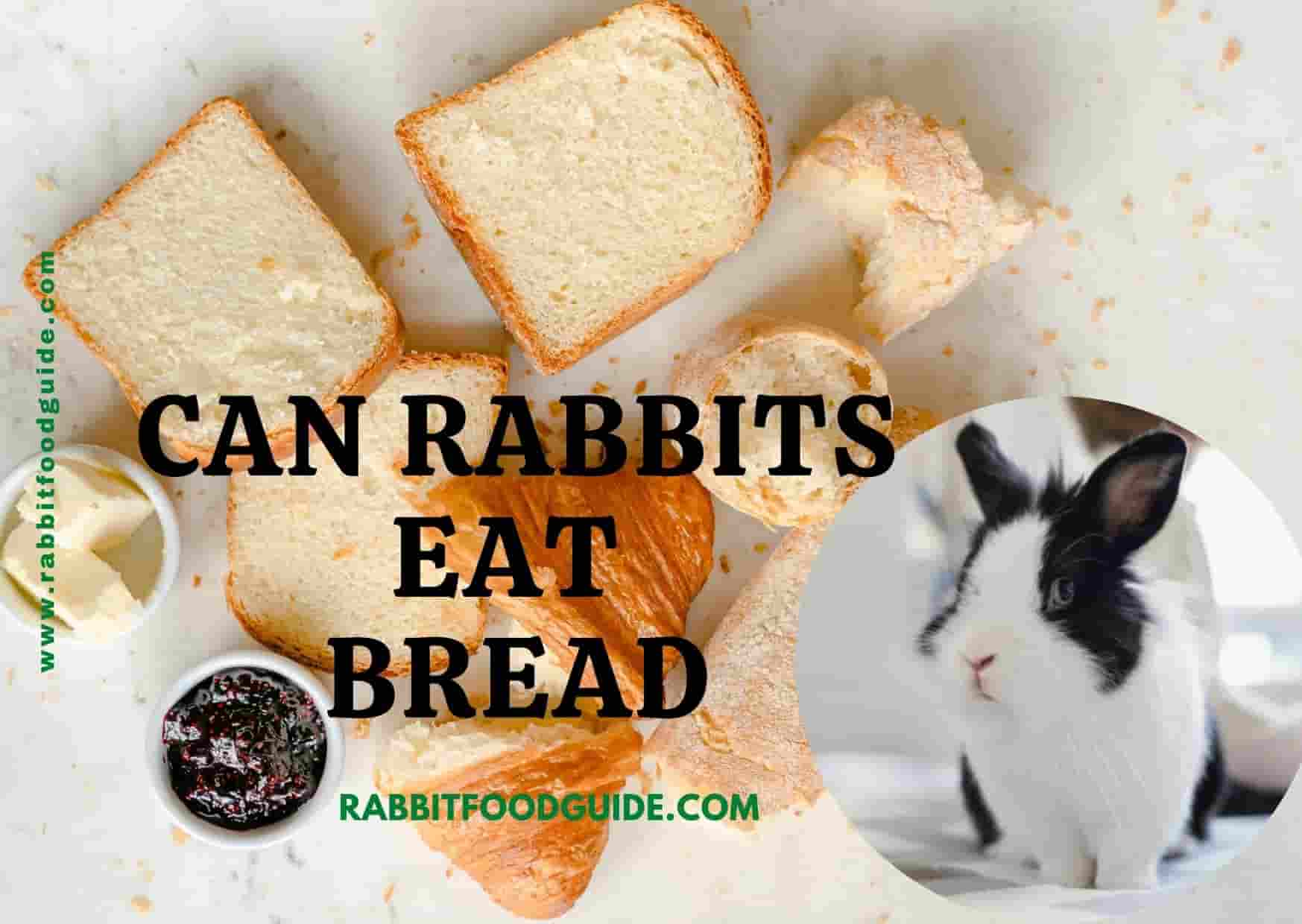 can rabbits eat bread