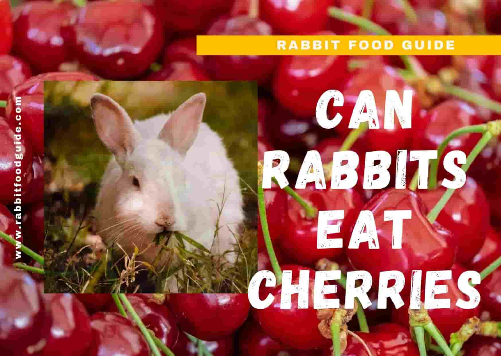 can rabbits eat cherries