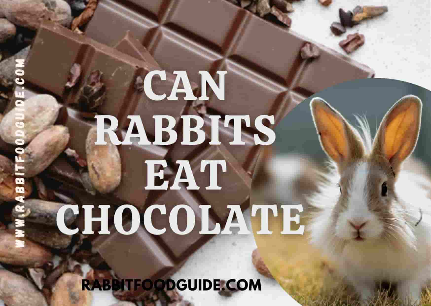 can rabbits eat chocolate