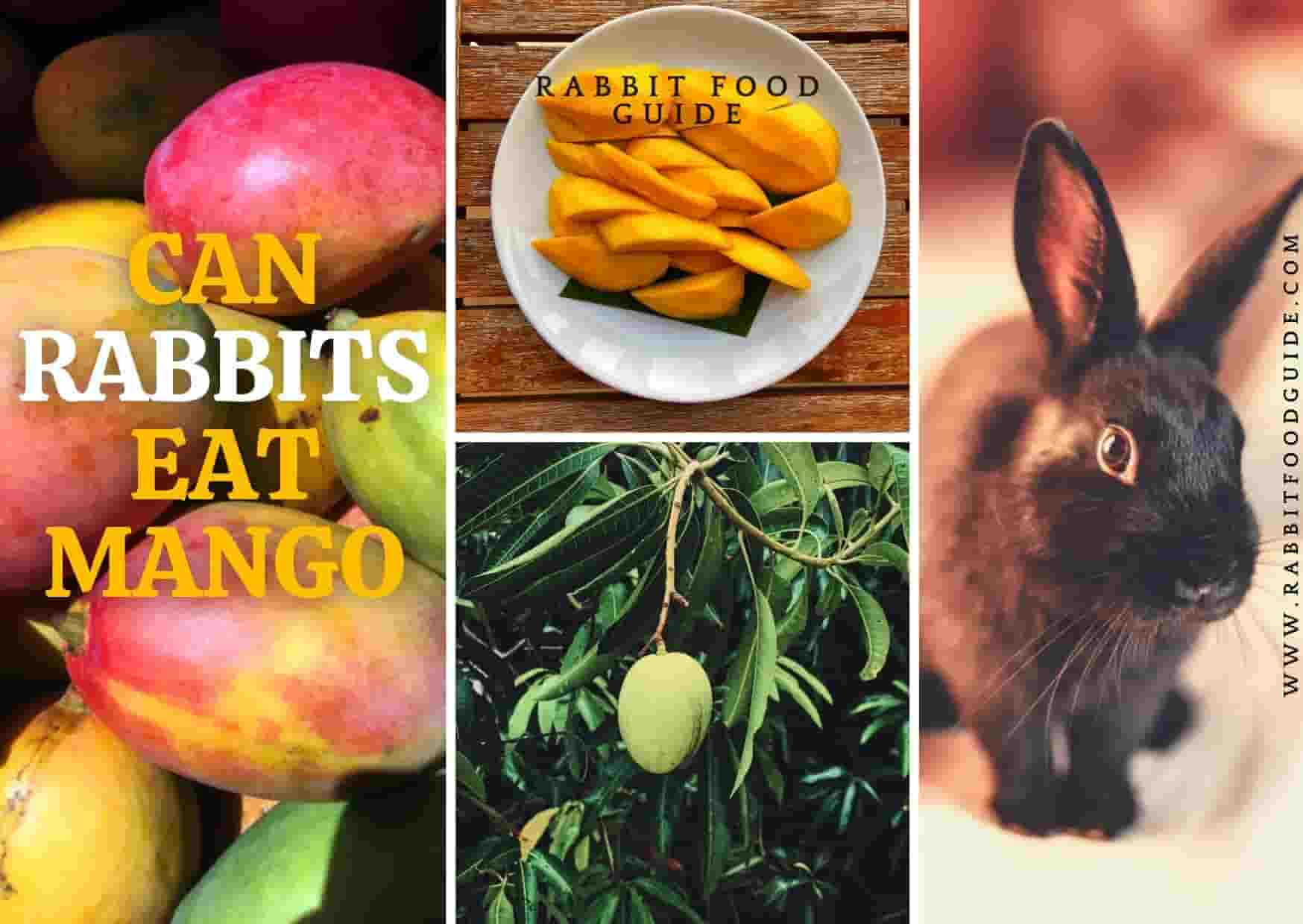 can rabbits eat mango