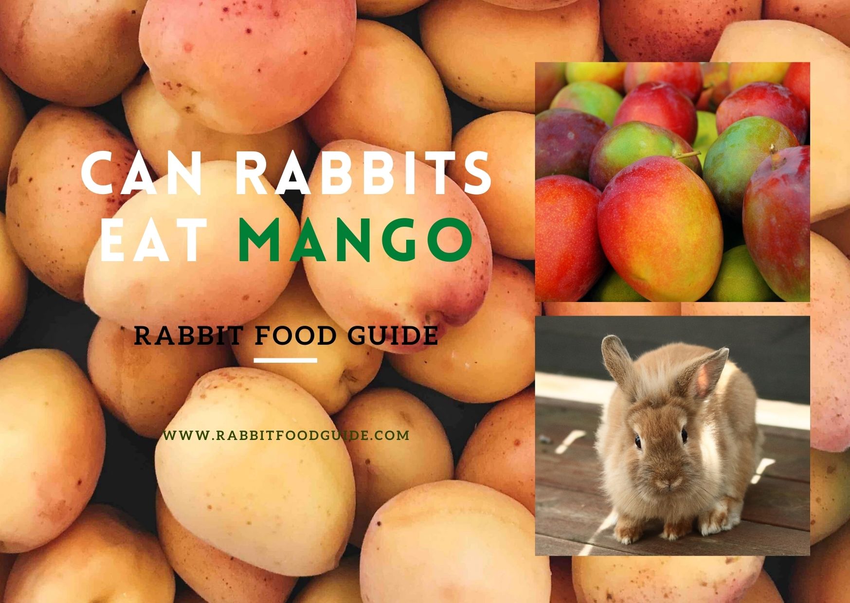 Can Rabbits Eat Mango? 100 Complete Guide