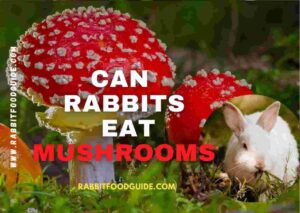 can rabbits eat mushrooms