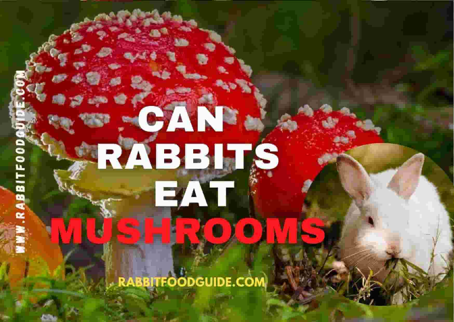 can rabbits eat mushrooms