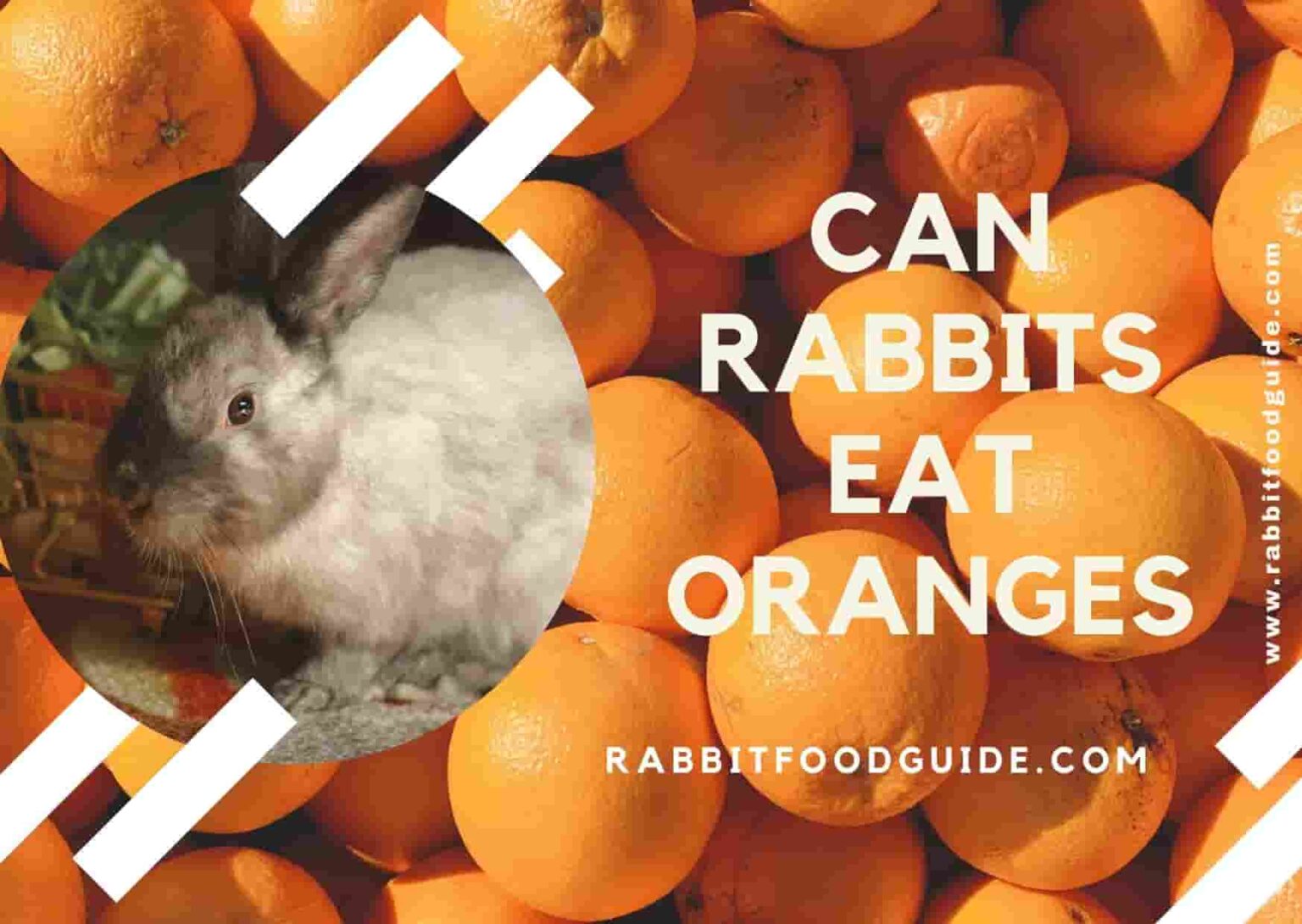 Can Rabbits Eat Oranges? Learn From Rabbit Experts!