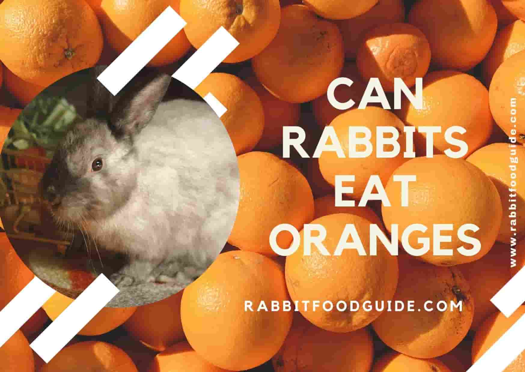 can rabbits eat oranges