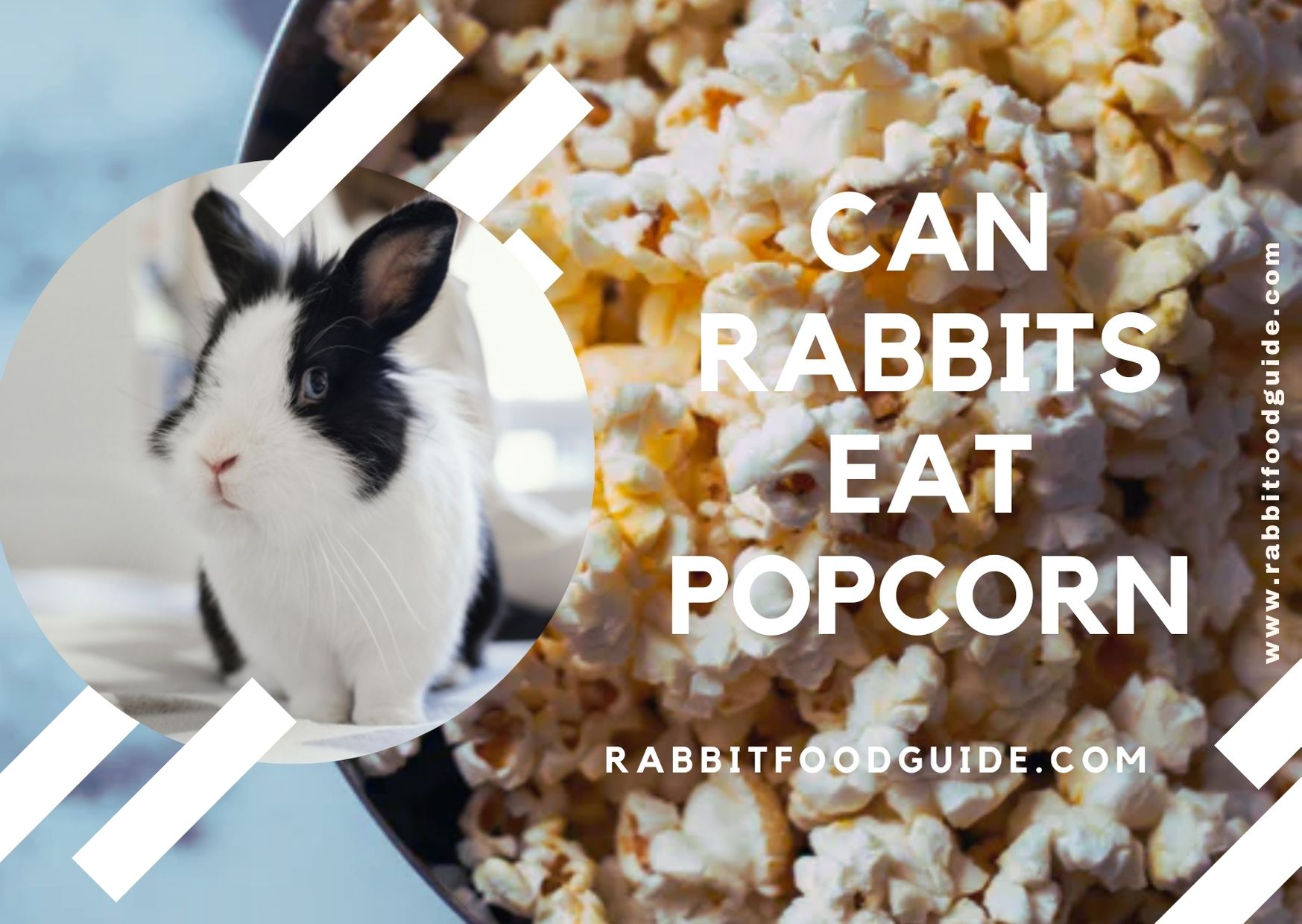 Can Rabbits eat popcorn? Complete Health Guide & Issues