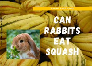 can rabbits eat squash