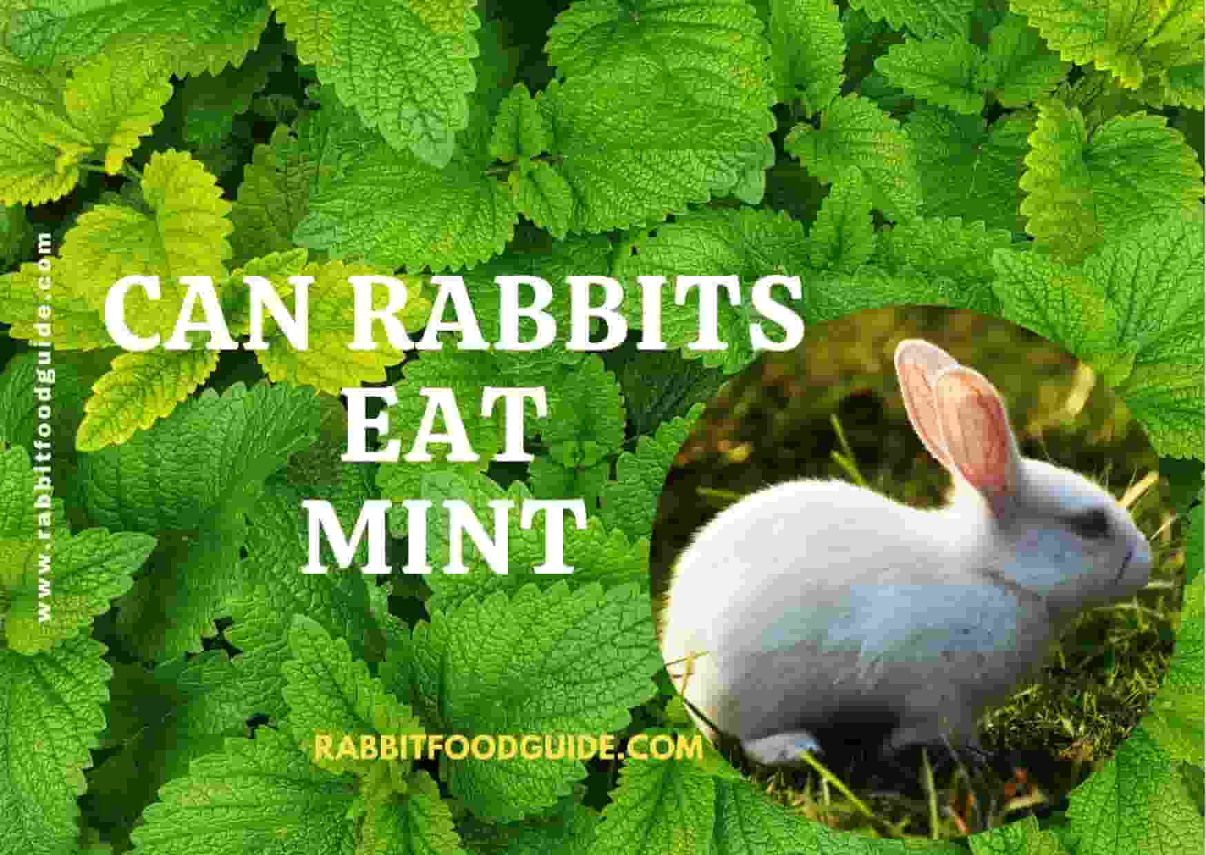 can rabbit eat mint