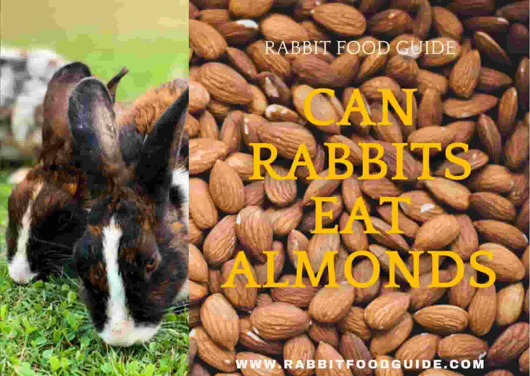 can rabbits eat almonds