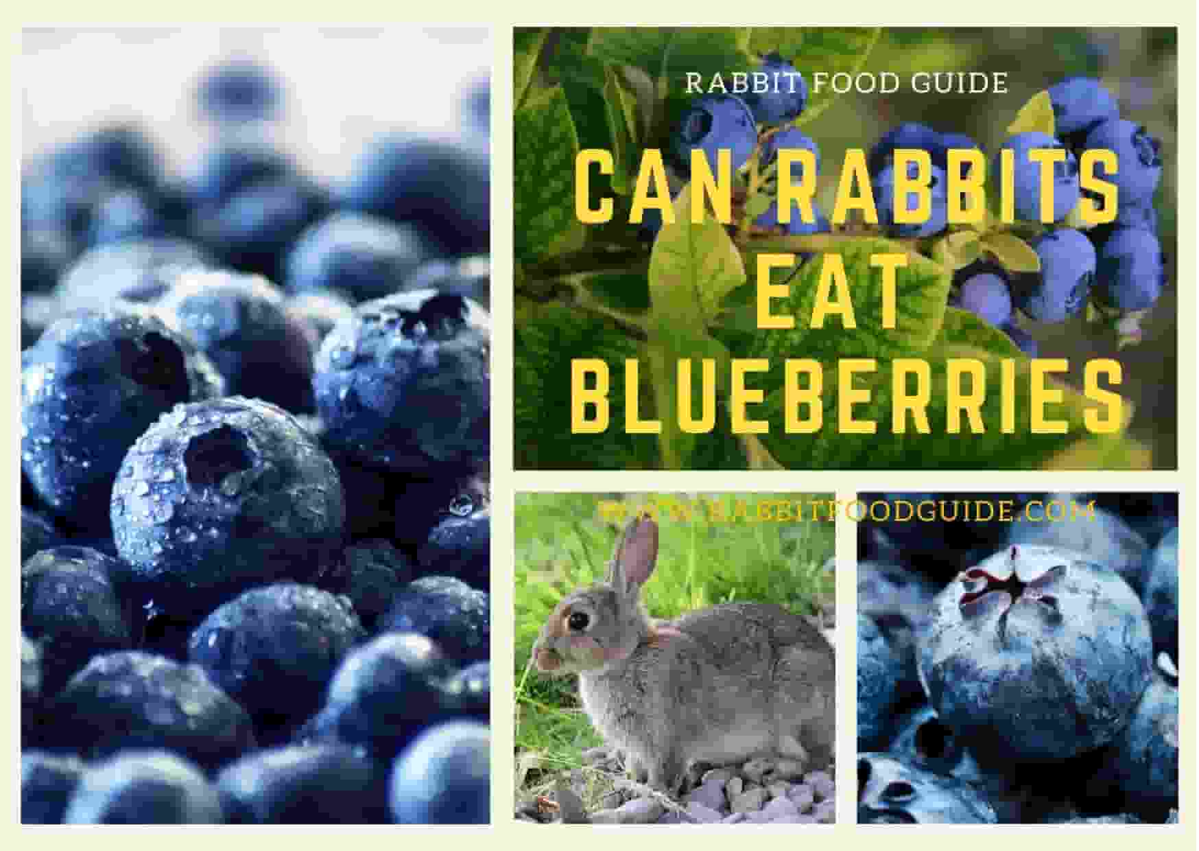 can rabbits eat blueberries