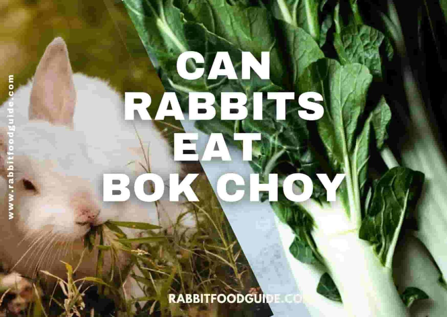 Can Rabbits Eat Leeks? Risk, Issues & Complete Guide