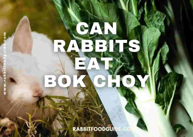 can rabbits eat bok choy