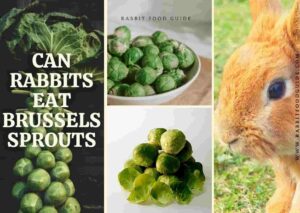 can rabbits eat Brussels sprouts