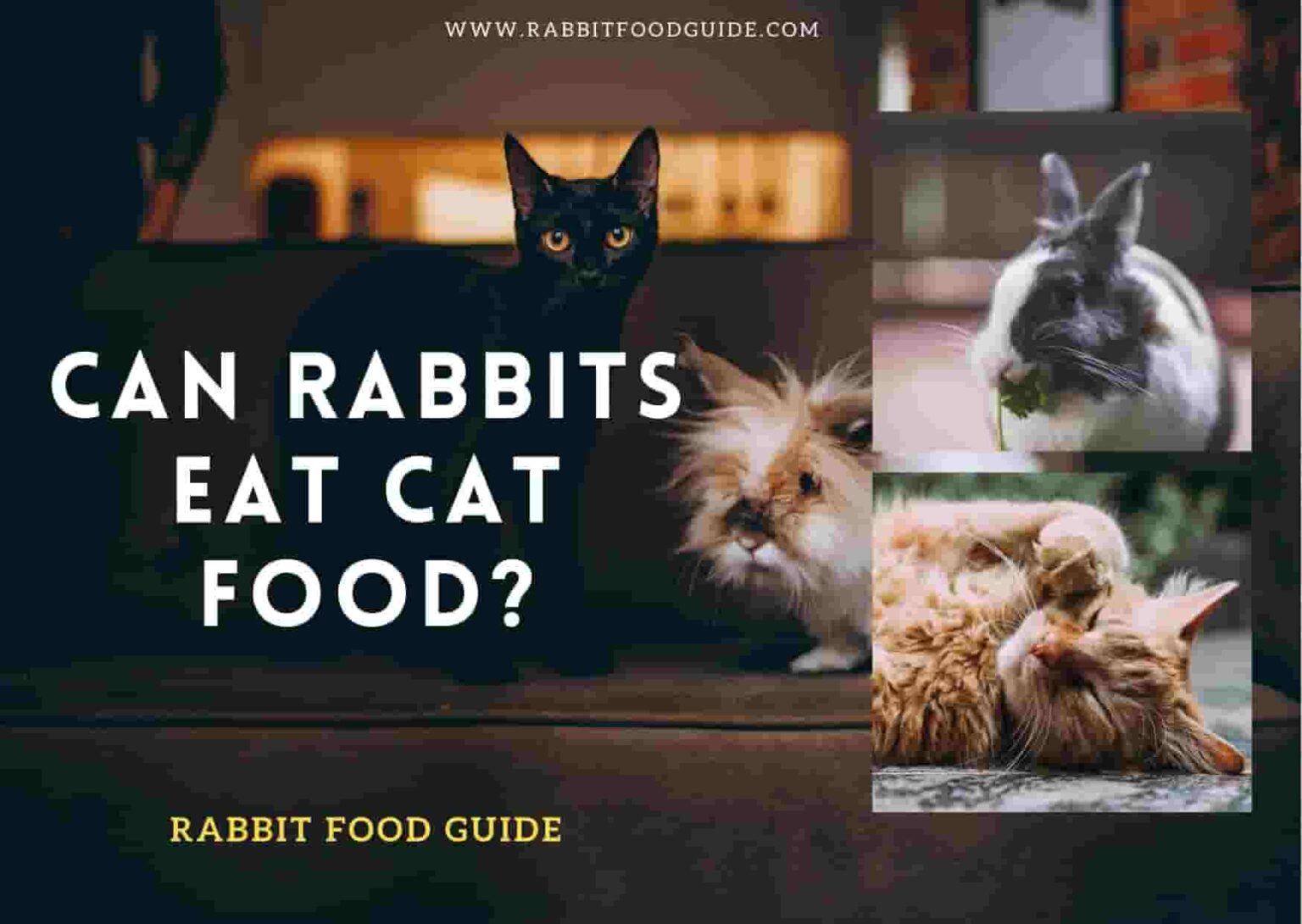 Can Rabbits Eat Cat Food? Complete Health Guide & Issues