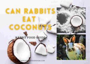 can rabbits eat coconuts