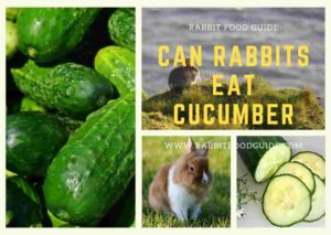 can rabbits eat cucumber