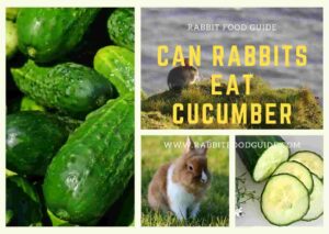 can rabbits eat cucumber