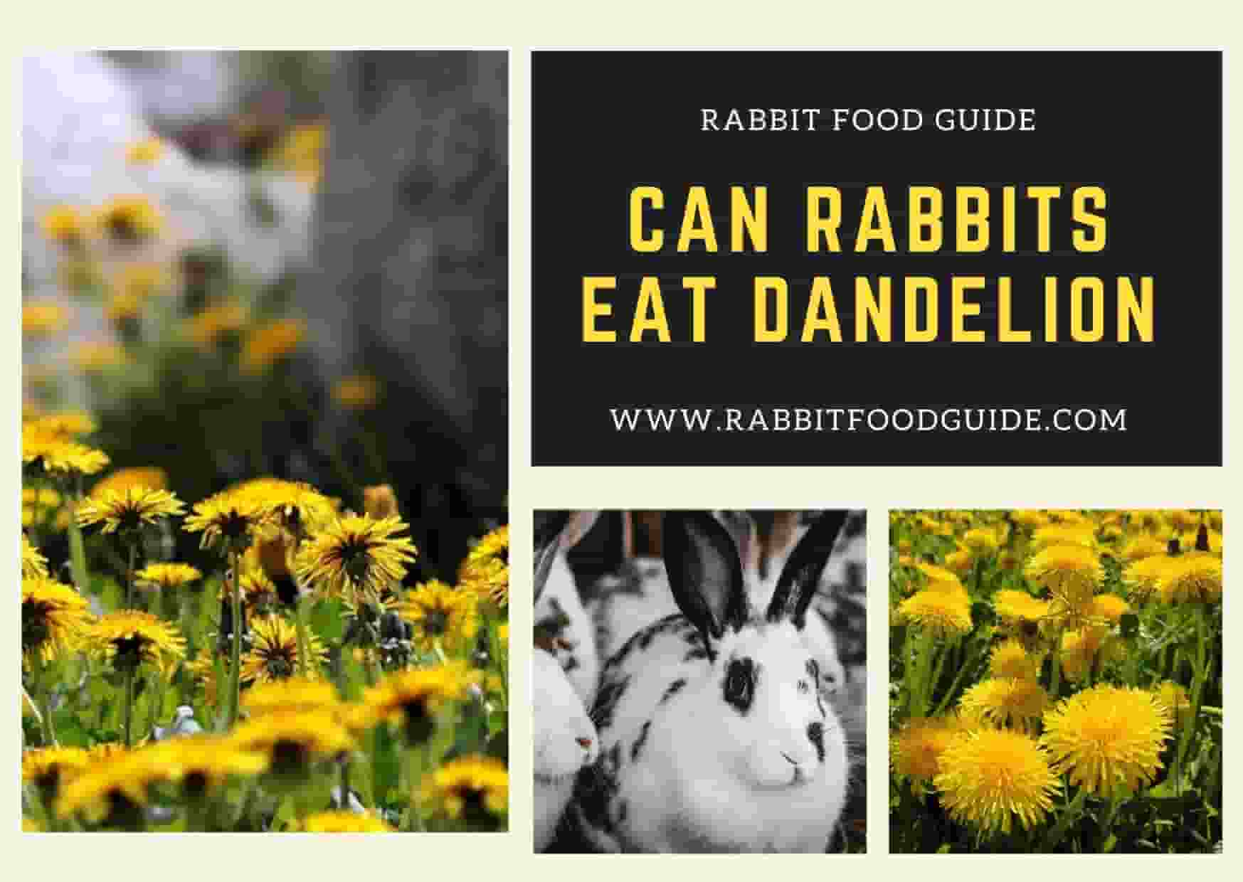 can rabbits eat dandelions