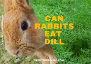 can rabbits eat dill