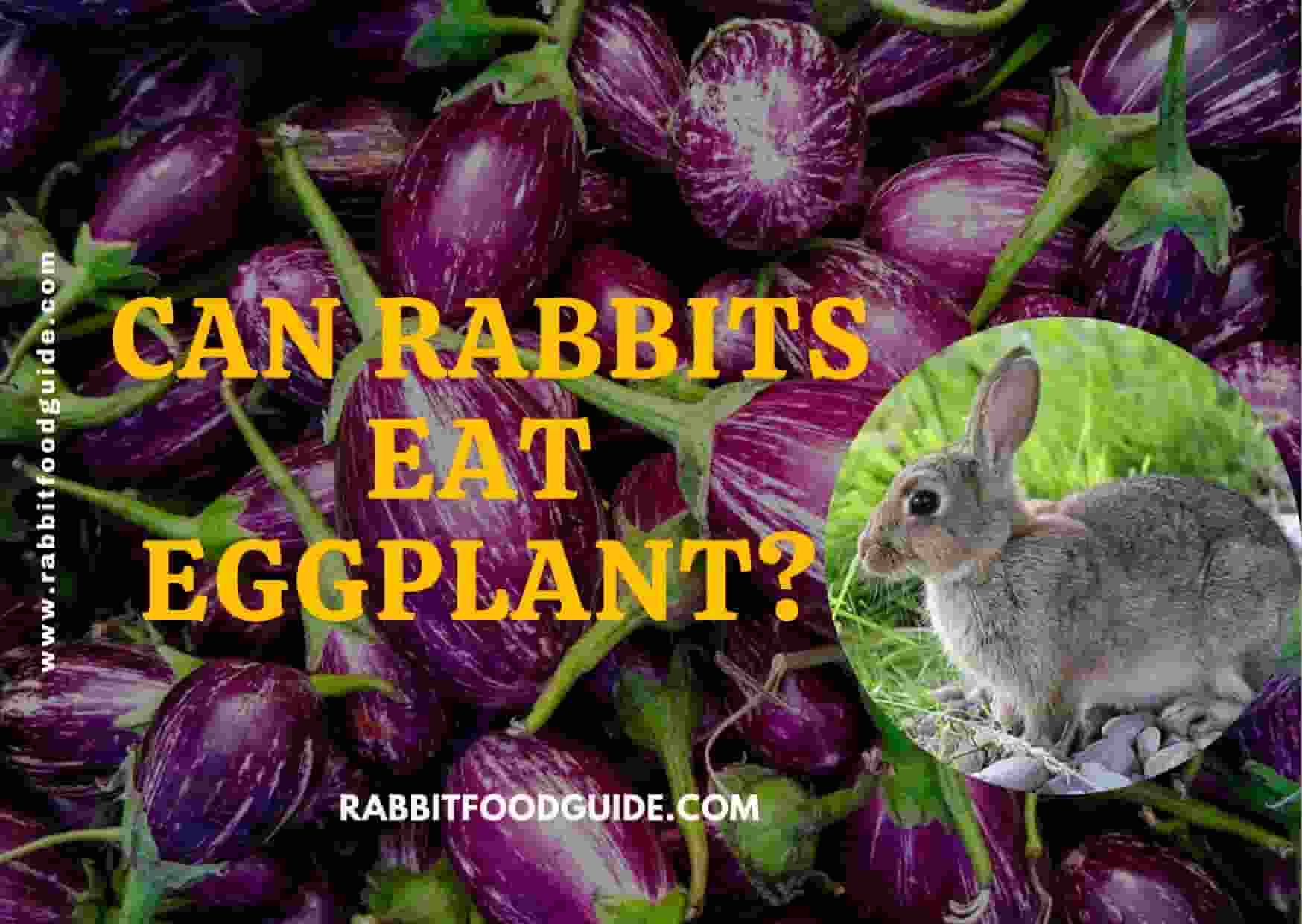 can rabbits eat eggplant