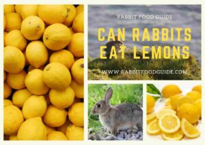 can rabbits eat lemons