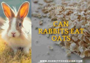 can rabbits eat oats