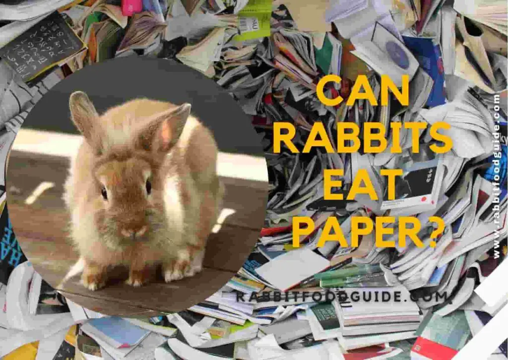 Can rabbits eat paper or cardboard? All The Thing You should Know