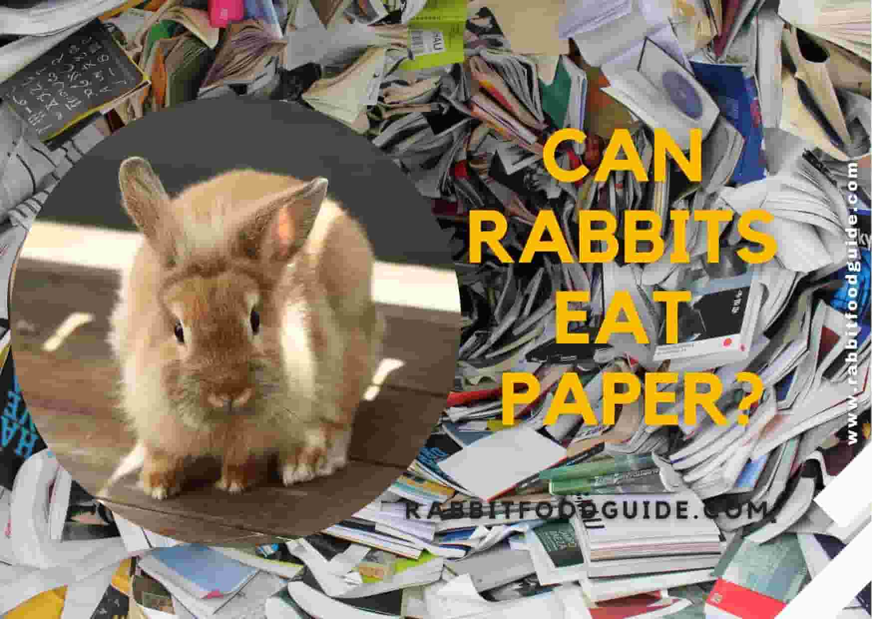 can rabbits eat paper