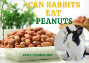 can rabbits eat peanuts