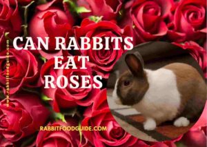 can rabbits eat roses