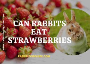 can rabbits eat strawberries