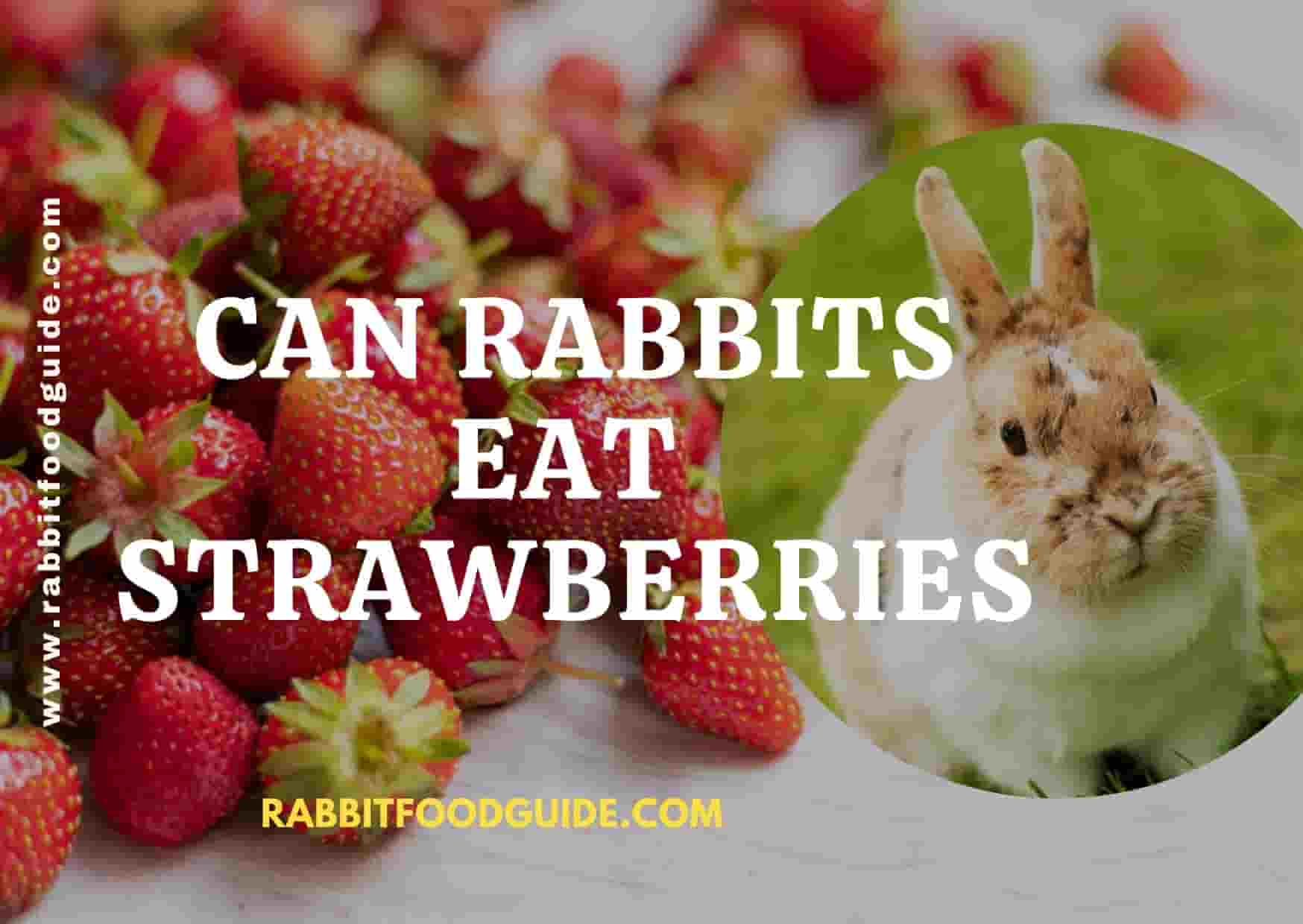 can rabbits eat strawberries